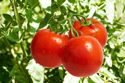 9 Benefícios do Tomate para a sua Saúde