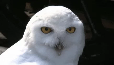 coruja surpresa gif