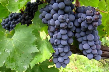 Sabia que comer uvas ajuda na prevenção do Câncer?