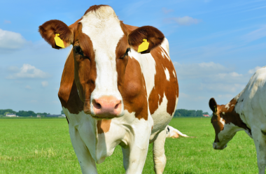 O que Estudos falam sobre o consumo do Leite de Vaca para a Saúde